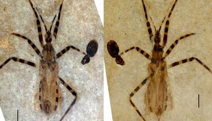 Ancient Insect Genitals Found in 50-Million-Year-Old Fossil