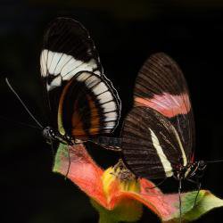 Male butterflies mark their mates with a repulsive smell during sex to ‘turn off’ other suitors