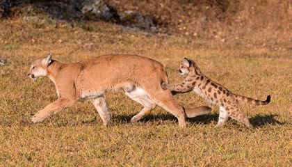 How Wolves Are Driving Down Mountain Lion Populations
