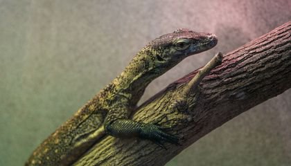 How To Care for Komodo Dragons, the World's Largest Lizards