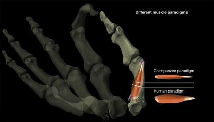 How Dexterous Thumbs May Have Helped Shape Evolution Two Million Years Ago