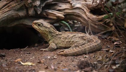 Scientists Discover This Peculiar New Zealand Reptile Has Two 'Powerhouse' Genomes
