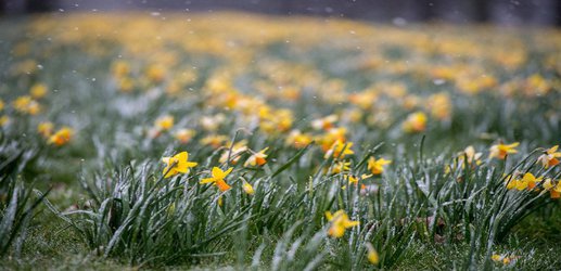 Most UK plants will flower at once in short ‘condensed spring’