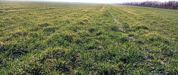پایش مزارع گندم توسط محققین بخش تحقیقات گیاه‌پزشکی مرکز تحقیقات و آموزش کشاورزی و منابع طبیعی استان اردبیل