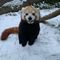 Watch Giant Pandas and Other Zoo Animals Frolic in the Snow