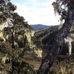 Climate change may have driven the emergence of SARS-CoV-2