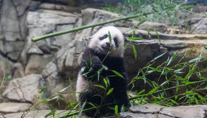 Giant Panda Cub Xiao Qi Ji's Best Moments—in Video