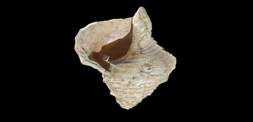 Hear the Musical Sounds of an 18,000-Year-Old Giant Conch