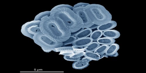New ocean plankton species named after BBC's Blue Planet series