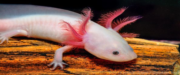 14 Fun Facts About Bright Pink Animals