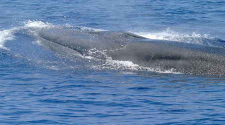 How the Rice’s Whale Became a New Species