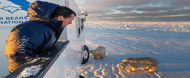 Polar Bears Live on the Edge of the Climate Change Crisis