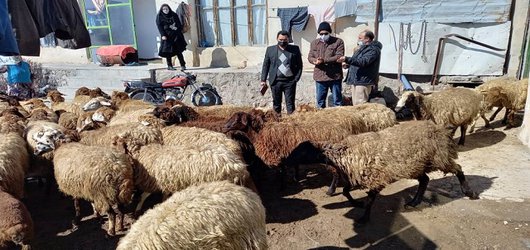 برگزاری کارگاه آموزشی ترویجی با موضوع تغذیه و تولید مثل دام سبک توسط یاوران تولید علوم دامی مرکز تحقیقات و آموزش کشاورزی و منابع طبیعی استان اردبیل