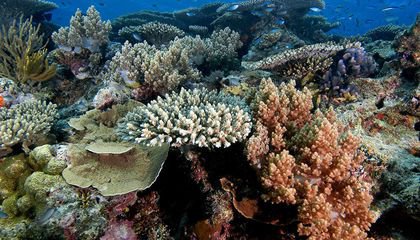 Could Flushing Cold Water Over the Great Barrier Reef Save Corals?