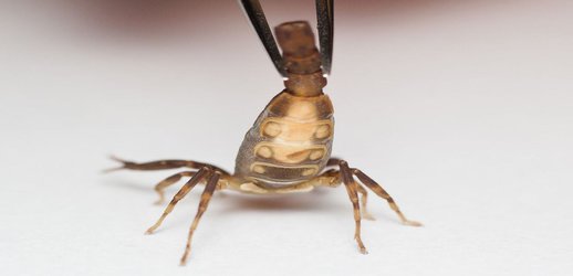 For Constipated Scorpions, Females Suffer Reproductively. Males, Not So Much.