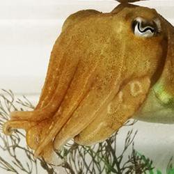Cuttlefish show their intelligence by snubbing sub-standard snacks