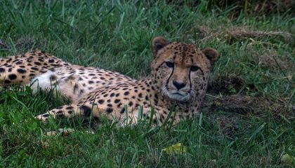 Five Cheetah Stories From the National Zoo