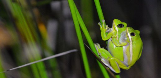 This Frog’s Lungs Work Like Noise-Cancelling Headphones