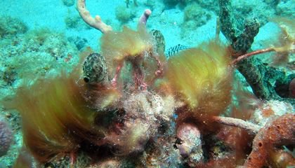 Scientists Find Blue-Green Algae Chemical with Cancer-Fighting Potential