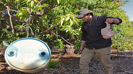 How Much Do Flies Help With Pollination?