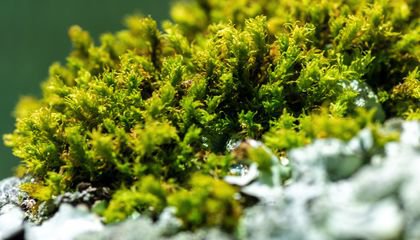 Step Into the Mossy World Where Tiny Plants Play an Outsized Role in the Environment