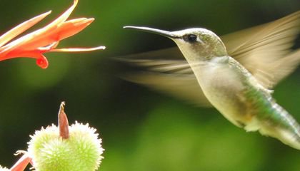 How Do You Weigh a Hummingbird?