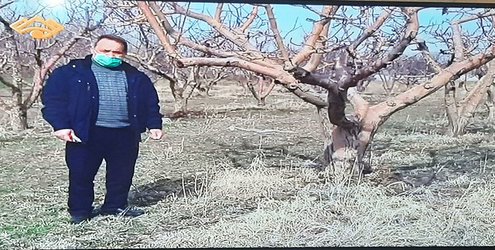 پخش برنامه تلویزیونی در خصوص هرس درختان سیب با حضور محقق ایستگاه تحقیقات کشاورزی و منابع طبیعی مشگین شهر از شبکه استانی سبلان