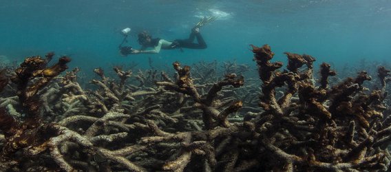 Great Barrier Reef saw huge losses from 2016 heatwave