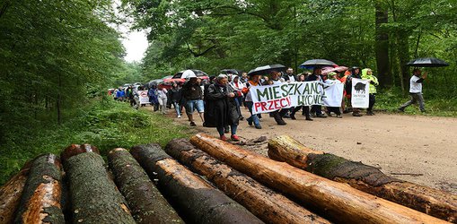 EU’s top court says logging in Poland’s ancient forest was illegal