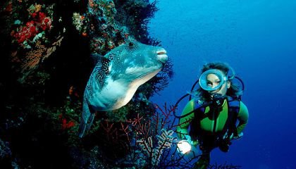 Partially Protected Marine Areas Have Little Benefit, Scientists Say