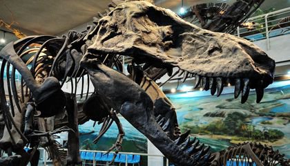 Ten Chinese Museums Where You Can See a Dinosaur Fossil Up Close