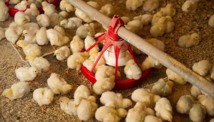 Can New Technologies Eliminate the Grim Practice of Chick Culling?