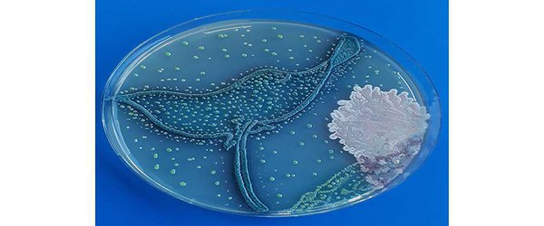 How Microbiologists Craft Stunning Art Using Pathogens