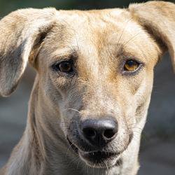 The Kennel Club Genetics Centre to re-open as part of the University of Cambridge