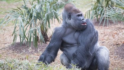 How Do You Help a Gorilla With a Toothache?