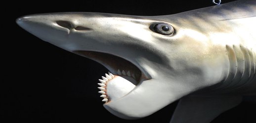 These Prehistoric Sharks Had Jaws Shaped Like Circular Saws and Sawtoothed Scissors