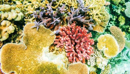 Why Are Scientists Studying Coral's Smell?