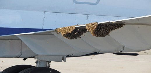 Why Some Airports Are Hiring Beekeepers