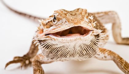 In a Warming World, Heat Interferes With Sex Determination in These Australian Lizards