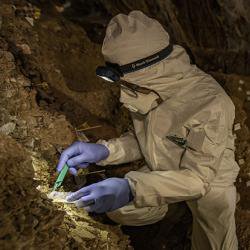 Stone Age bear genome reconstructed from DNA in Mexican cave