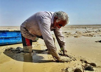 کاشت هفت هزار نهال حرا برای احیای طبیعت/ گزارش تصویری