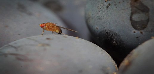 Male fruit flies feel pleasure when they ejaculate