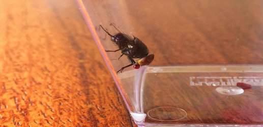 Flies cool themselves down by constantly blowing bubbles of spit