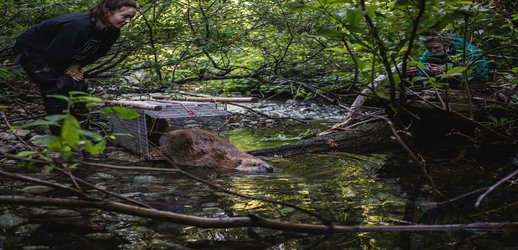 Scientists Are Relocating Nuisance Beavers to Help Salmon