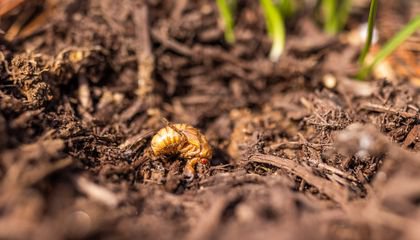 Will Animals at the Zoo Find Brood-X Cicadas a Tasty Snack?