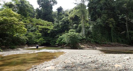 Small changes in rainforests cause big damage to fish ecosystems