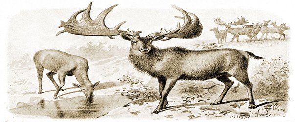 Biggest. Antlers. Ever. Meet the Irish Elk