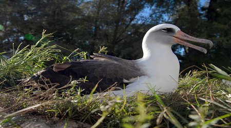 Why Scientists Are Studying the Genetic Tricks of the Longest-Lived Animals