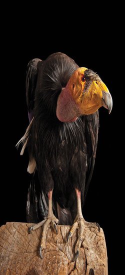 After Last Year's Deadly Fires, the California Condor Soars Once Again