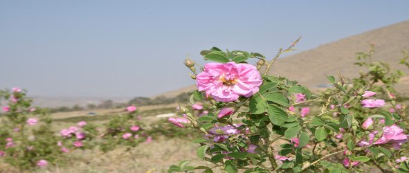 برداشت گل محمدی از مزرعه دانشگاه  شهرکرد